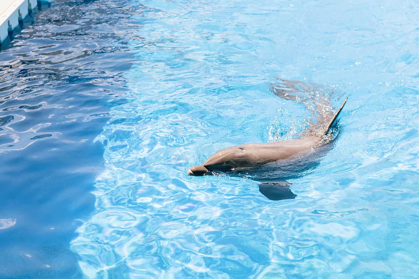 a dolphin swimming at the gulfarium destin fl